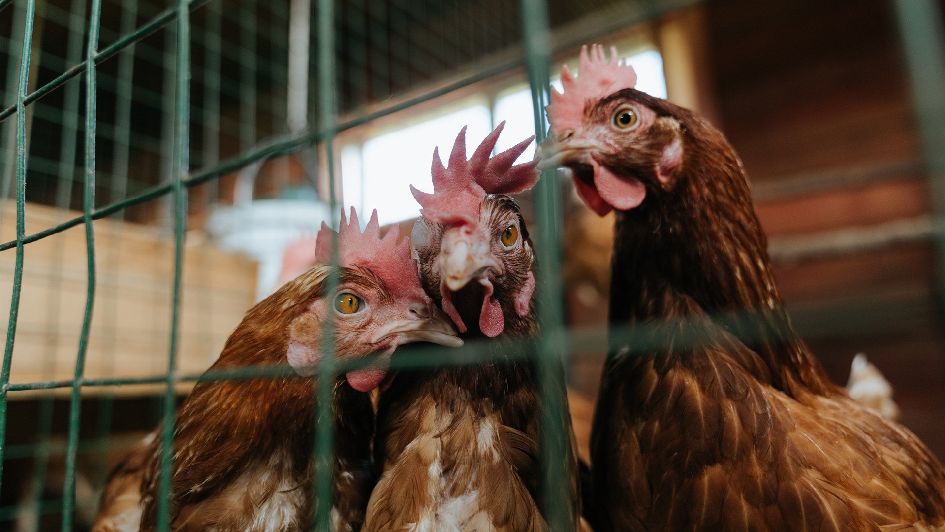 黄土高原的篮球奇迹，当山西队站在NBA总决赛的聚光灯下