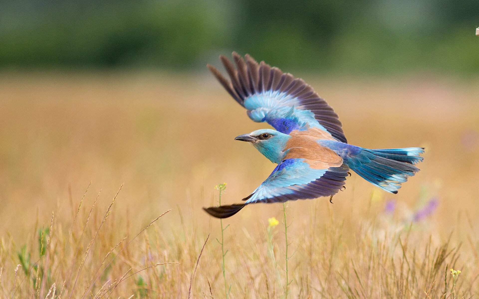 卡瓦哈尔梦幻表演点燃全场，阿根廷友谊赛5-0横扫毕尔巴鄂竞技