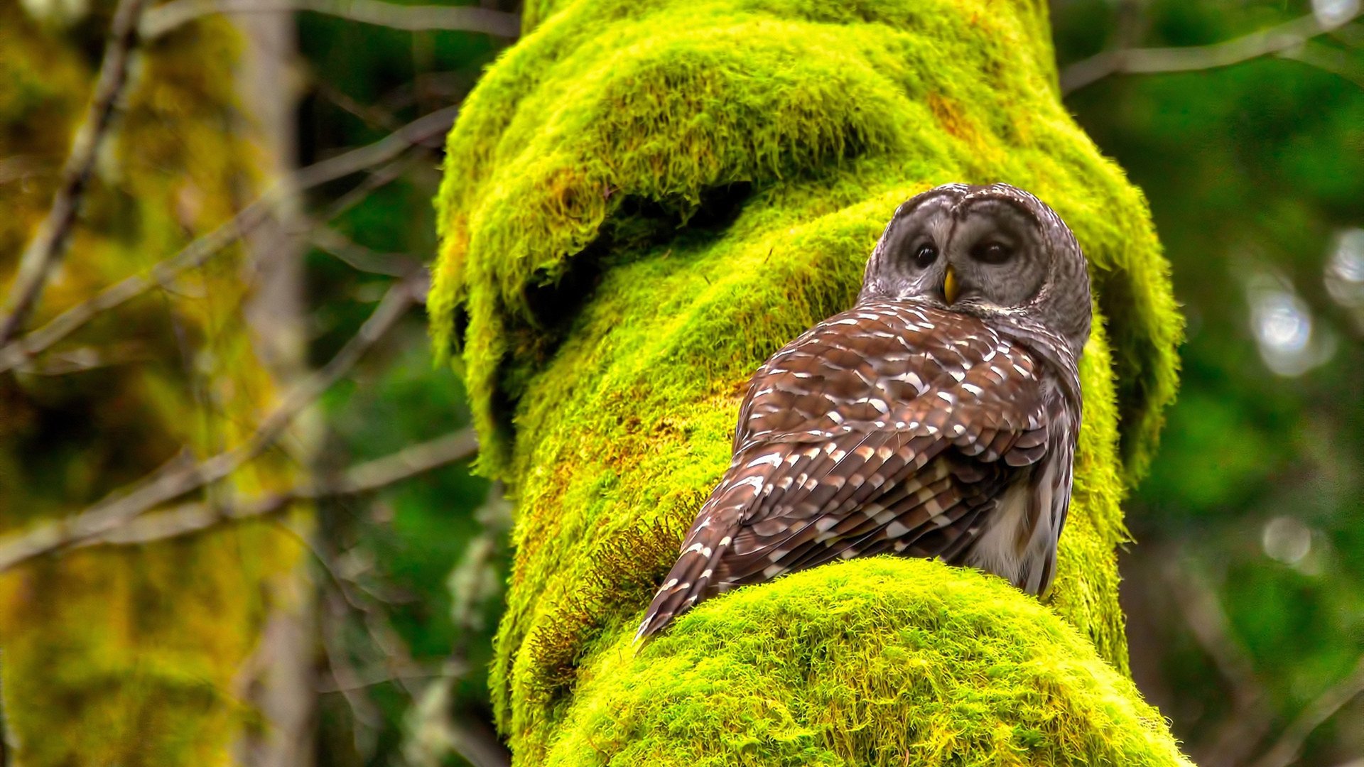 跨越疆域封锁，新疆队如何在绿军棋谱中点醒塔图姆的足球场绝地绞杀