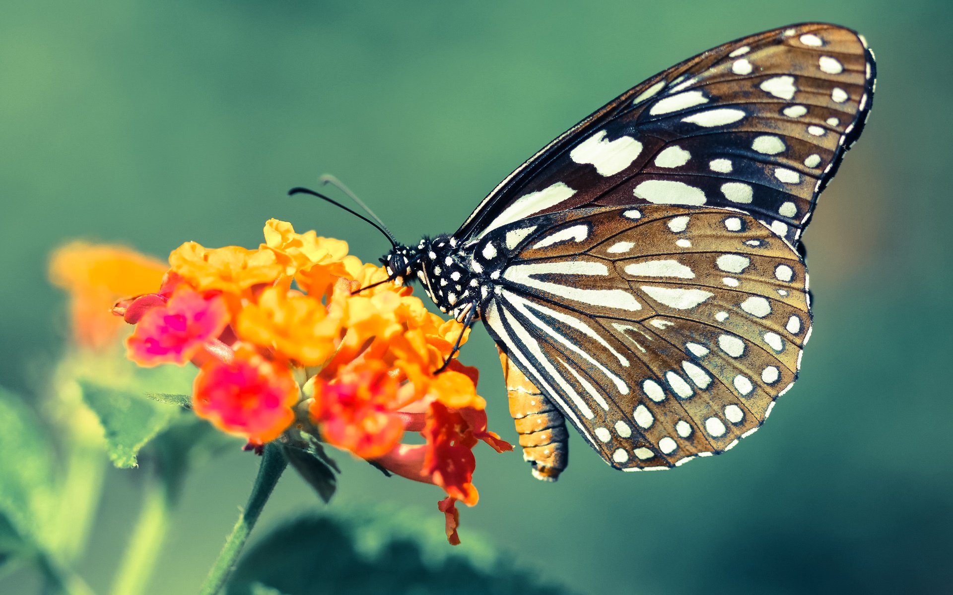 篮坛欧冠，费城双核驱动客场抢七，76人攻陷克利夫兰