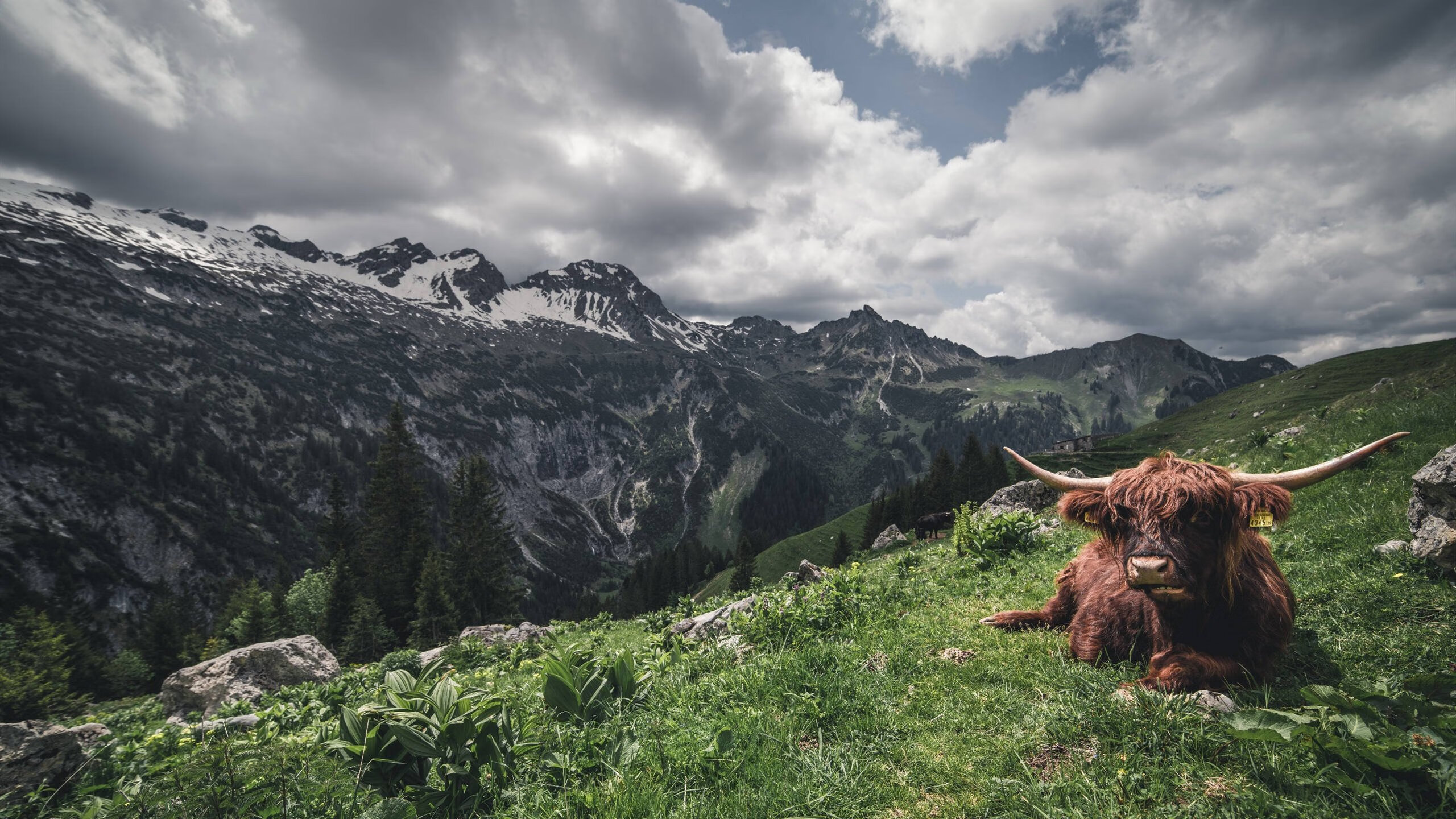 双星闪耀,灰熊压哨绝杀凯尔特人,布克在美加墨世界杯接管比赛,书写体育传奇