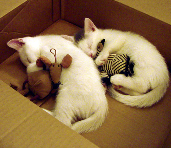 跨界传奇，在足球场上演篮球式抢七，巴西硬仗气走比利时