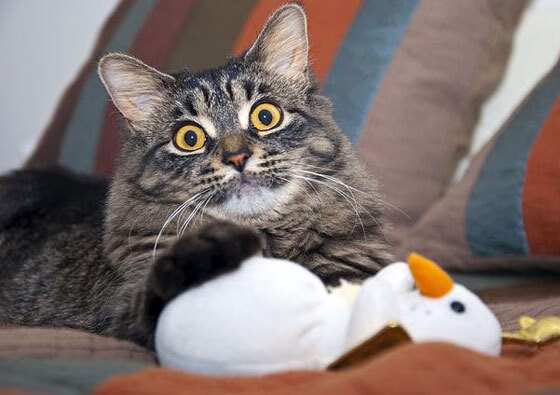 跨界传奇，在足球场上演篮球式抢七，巴西硬仗气走比利时