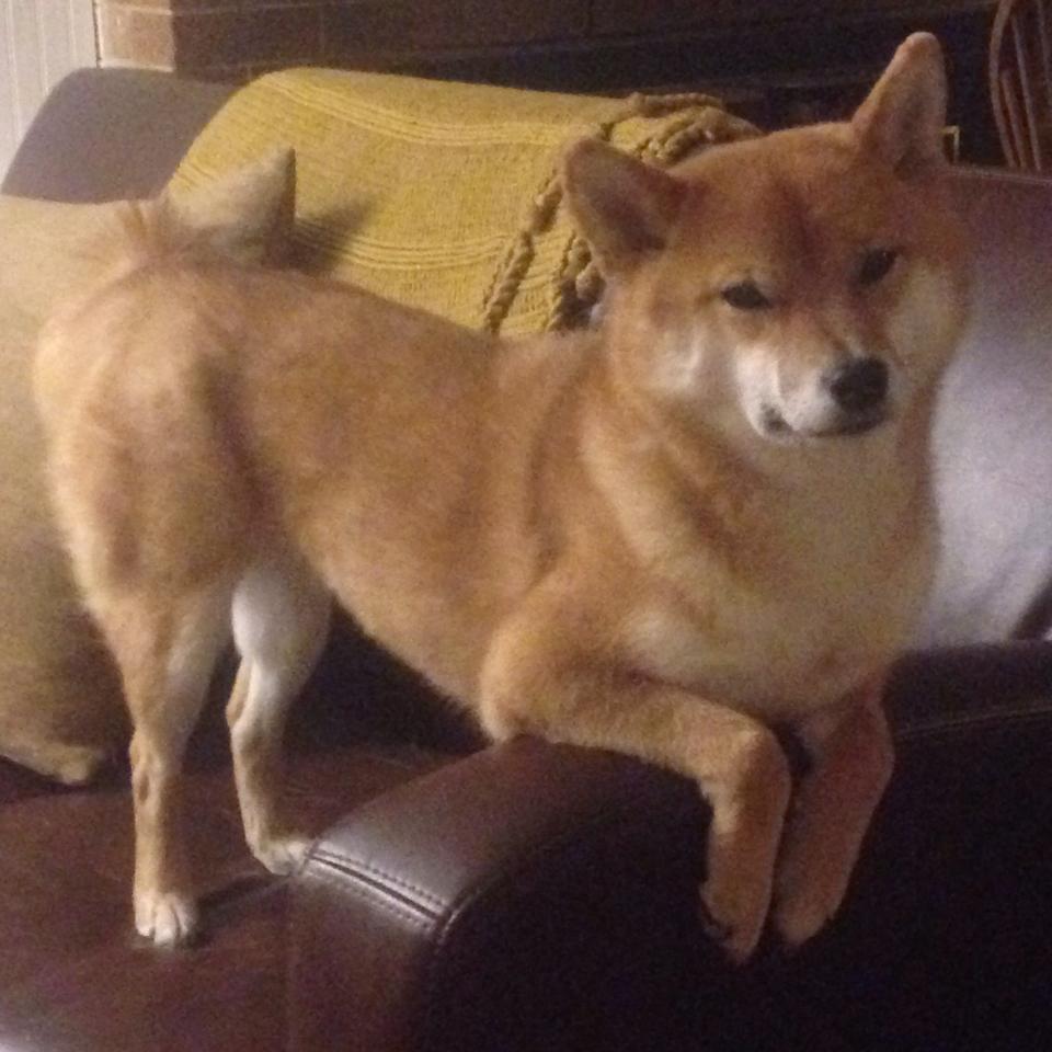 罗萨里奥的月亮,照彻光之城,当奇迹在皮斯胡安的血脉中醒来