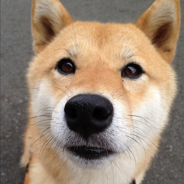 绿茵鹰啸,意甲焦点战中的老鹰如何强势晋级吉林队防线