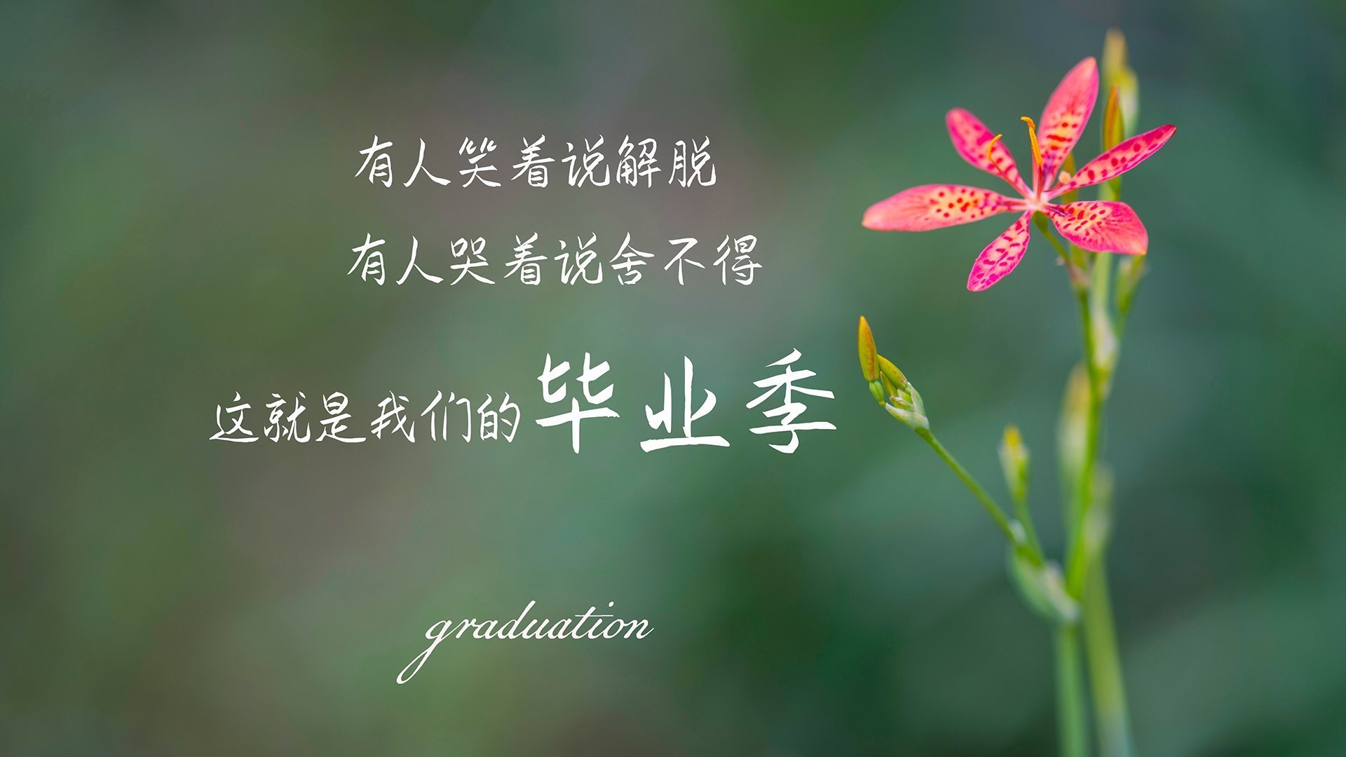 暴力美学与窒息终章,奥斯梅恩的天神下凡,巴黎的精密斩杀