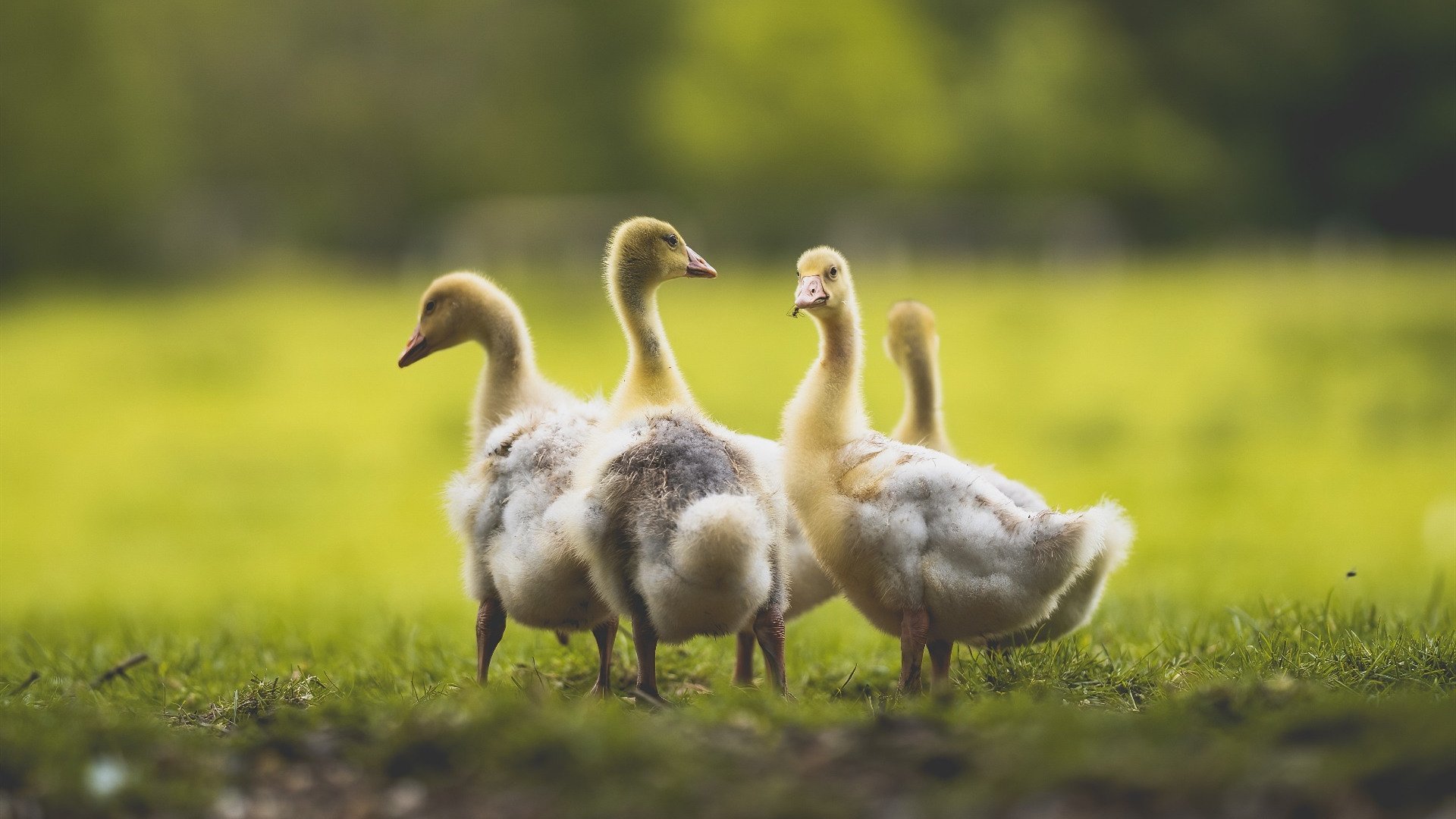 疯狂星期二,当曼城热刺隔空角力,火箭在末节点燃引擎