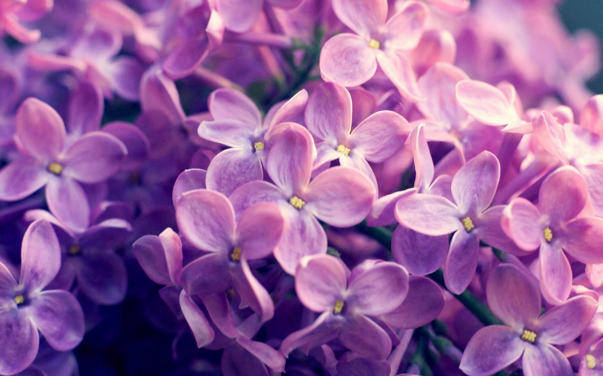 戈贝尔铸就叹息之壁，雷霆窒息式胜利，掘金窒息而亡